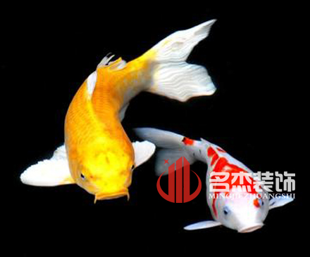 辦公室小黄片下载安装風水之養殖金魚.jpg